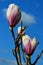 Half developed pink to white Magnolia flowers on branches tips during spring season, blue skies with some clouds in background.