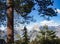 Half Dome framed by Ponderosa Pine