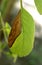 A half dried green leaf on the plant.