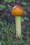 Half-dyed slender caesar mushroom.