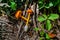 Half-dyed slender Caesar mushrooms in the forest