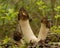 Half-free morel fungus (Mitrophora semilibera)