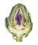 A half fresh organic Artichoke isolated on white background.