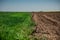 Half green wheat field in the spring sun and half unworked land