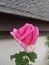 Half grown pink rose with green leaves