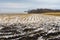 Half-harvested maize field at late autumnal season in Ukraine