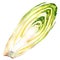 Half of head belgian endive chicory lying isolated, watercolor illustration