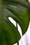 Half a leaf of a houseplant. Carved green leaf close-up