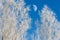 Half moon behind frost covered birch trees