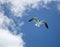 Half Moon Cay seagull overhead