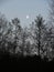 Half moon over trees