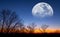 Half moon rising above forest silhouette at the twilight