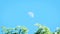 Half moon visible during the day on the blue sky with green leaves blown by the wind