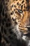 Half of the muzzle of the Far Eastern, Amur leopard sunlit plan full-length