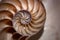 A half nautilus shell in brown and yellow sepia tones in soft focus.