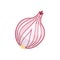 Half onion ripe. onions vegetable vector in cartoon style.