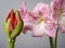 Half open amaryllis bud and amaryllis flowers