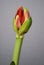 Half open amaryllis bud on a gray background