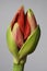 Half open amaryllis bud on a neutral background