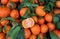 Half open clementine on a bed of whole fruits just harvested.