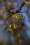 Half-open pear buds in the spring garden