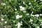 Half-opened flowers of Philadelphus coronarius in late spring