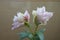 Half-opened flowers of pinkish white flowers of double oriental lilies