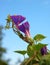 Half opened Morning Glory blooms and vine up close reaching for the early morning sky