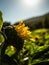 half opened sunflower in field