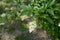 Half opened white flowers of Ligustrum vulgare