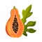 Half of Papaya Fruit with Orange Pulp and Black Seeds Vector Illustration