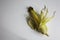 Half peeled cob of sweet corn on white table. Homegrown real organic vegetables not perfect look