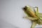 Half peeled cob of yellow sweet corn on white table. Homegrown real organic vegetables not perfect look. Selective short focus