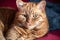 Half-Persian orange cat with green eyes sitting on a couch, looking at the camera