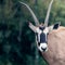 Half picture of the African Pinbuck or Oryx Gazelle, scientific name Oryx gazella, animal
