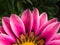 Half of Pink striped White Gazania