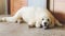 Half poodle half  golden retirever , doodle dog lying down on the floor in front of the door
