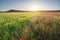 Half poppies meadow and green wheat landscape