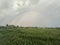 Half Rainbow on a rice field