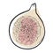 Half a ripe fig fruit with seeds. Vector isolated freehand sketch illustration