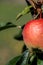 Half Ripe red apple with water drops hanging from tree branch with green leafs