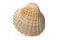 half scallop shell