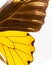 Half side wing of a yellow butterfly