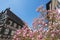 Half-timbered facade with magnolia tree