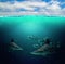 Half underwater photo of tropical paradise with a group of colorful fishes and big sharks. The water is clear and blue. There is