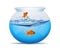 Half water filled fish bowl or tank with two gold fish within it. Goldfish in a bowl