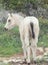 Half-wild cream foal. Israel