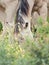 Half- wild horse at pasture.liberty. Israel