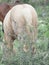 Half- wild horses, back view. liberty. Israel