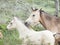 Half-wild horses. liberty, Israel